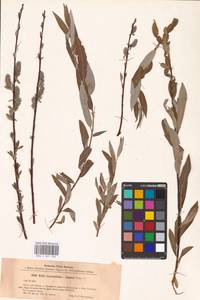 Salix daphnoides × repens, Eastern Europe, Latvia (E2b) (Latvia)