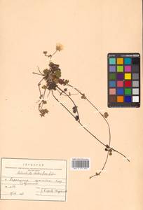 Potentilla stolonifera Lehm. ex Ledeb., Siberia, Russian Far East (S6) (Russia)