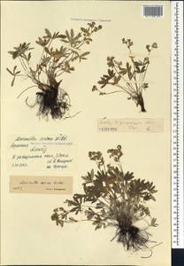 Alchemilla sericea Willd., Caucasus, Armenia (K5) (Armenia)