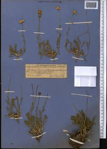 Richteria djilgense (Franch.) K. Bremer & Humphries, Middle Asia, Pamir & Pamiro-Alai (M2) (Kyrgyzstan)