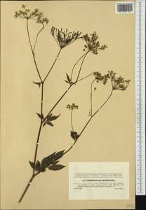 Chaerophyllum aromaticum L., Western Europe (EUR) (Czech Republic)