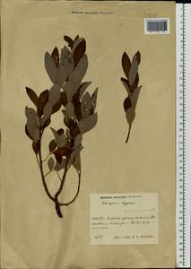 Salix starkeana × lapponum, Eastern Europe, Central region (E4) (Russia)