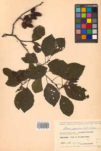 Alnus japonica (Thunb.) Steud., Siberia, Russian Far East (S6) (Russia)