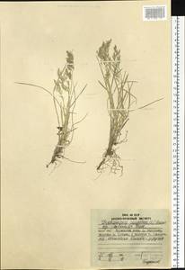 Deschampsia cespitosa (L.) P.Beauv., Siberia, Russian Far East (S6) (Russia)