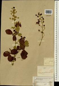 Rubus canescens A. DC., South Asia, South Asia (Asia outside ex-Soviet states and Mongolia) (ASIA) (Iran)
