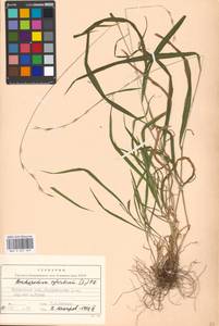 Brachypodium sylvaticum (Huds.) P.Beauv., Eastern Europe, Moscow region (E4a) (Russia)