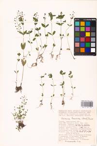 MHA 0 160 126, Veronica heureka (M. A. Fisch.) Tzvelev, Eastern Europe, Lower Volga region (E9) (Russia)