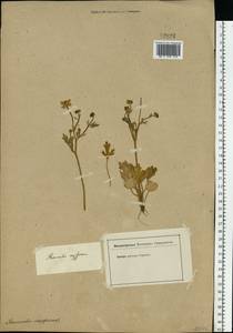Ranunculus oxyspermus Willd., Eastern Europe, Lower Volga region (E9) (Russia)