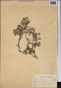 Thymus seravschanicus Klokov, Middle Asia, Northern & Central Tian Shan (M4) (Kazakhstan)