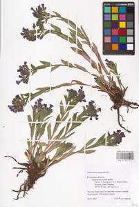 MHA 0 152 813, Pulmonaria angustifolia L., Eastern Europe, Central region (E4) (Russia)