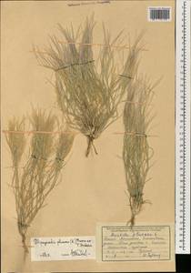 Stipagrostis plumosa (L.) Munro ex T.Anderson, South Asia, South Asia (Asia outside ex-Soviet states and Mongolia) (ASIA) (Afghanistan)