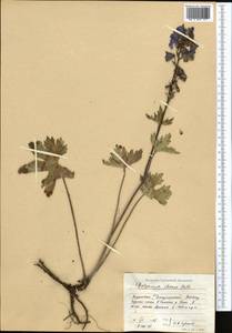 Delphinium iliense Huth, Middle Asia, Dzungarian Alatau & Tarbagatai (M5) (Kazakhstan)