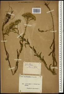 Achillea setacea Waldst. & Kit., Caucasus, Armenia (K5) (Armenia)