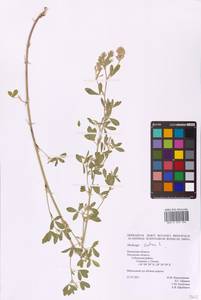 Medicago sativa L., Eastern Europe, North-Western region (E2) (Russia)