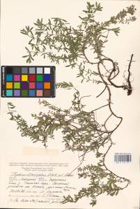 MHA 0 156 977, Thymus dimorphus Klokov & Des.-Shost., Eastern Europe, Central forest-and-steppe region (E6) (Russia)