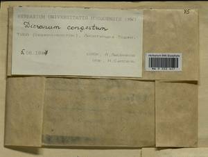 Dicranum flexicaule Brid., Bryophytes, Bryophytes - Krasnoyarsk Krai, Tyva & Khakassia (B17) (Russia)