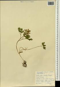 Corydalis buschii Nakai, South Asia, South Asia (Asia outside ex-Soviet states and Mongolia) (ASIA) (North Korea)