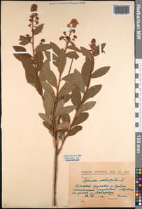 Spiraea salicifolia L., Siberia, Baikal & Transbaikal region (S4) (Russia)