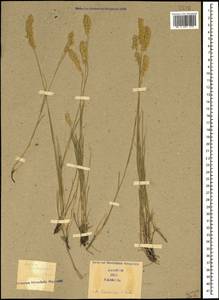 Melica ciliata L., Caucasus (no precise locality) (K0)