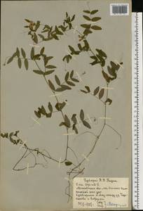 Vicia sepium L., Eastern Europe, Moscow region (E4a) (Russia)