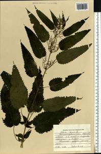 Urtica dioica L., Eastern Europe, South Ukrainian region (E12) (Ukraine)