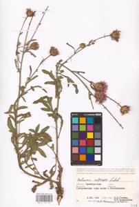 Centaurea adpressa Ledeb., Eastern Europe, Eastern region (E10) (Russia)