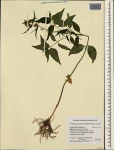Vincetoxicum hirundinaria Medik., Crimea (KRYM) (Russia)