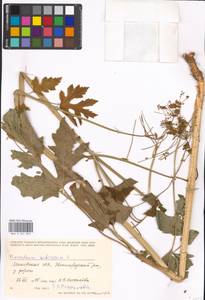 Heracleum sphondylium subsp. sibiricum (L.) Simonk., Eastern Europe, Moscow region (E4a) (Russia)