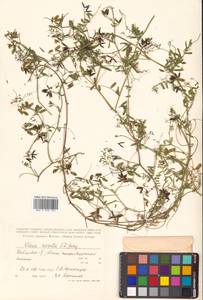 Vicia hirsuta (L.) Gray, Siberia, Russian Far East (S6) (Russia)