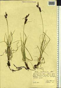 Carex membranacea Hook., Siberia, Chukotka & Kamchatka (S7) (Russia)