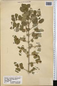 Lonicera nummulariifolia Jaub. & Spach, Middle Asia, Northern & Central Tian Shan (M4) (Kazakhstan)