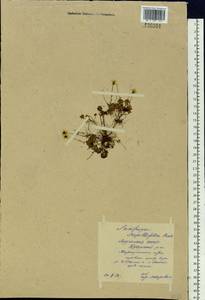 Saxifraga serpyllifolia Pursh, Siberia, Yakutia (S5) (Russia)