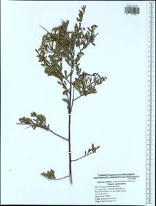 Spiraea crenata L., Eastern Europe, Central region (E4) (Russia)