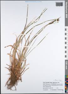 Carex aquatilis var. minor Boott, Siberia, Western Siberia (S1) (Russia)