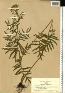 Tanacetum vulgare L., Eastern Europe, Central region (E4) (Russia)