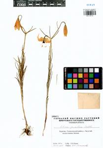 Lilium pumilum Redouté, Siberia, Baikal & Transbaikal region (S4) (Russia)