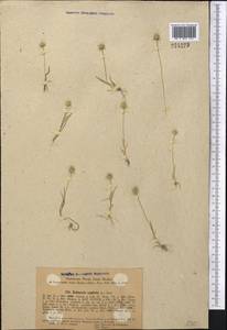Echinaria capitata (L.) Desf., Middle Asia, Western Tian Shan & Karatau (M3)