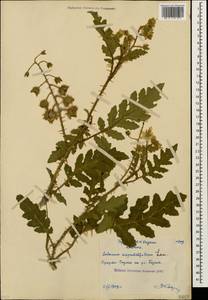 Solanum sisymbriifolium Lam., Caucasus, Abkhazia (K4a) (Abkhazia)