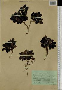 Vaccinium vitis-idaea L., Siberia, Russian Far East (S6) (Russia)