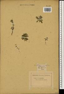Buglossoides tenuiflora (L. fil.) I. M. Johnst., Caucasus, Azerbaijan (K6) (Azerbaijan)