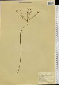 Allium neriniflorum (Herb.) G.Don, Siberia, Baikal & Transbaikal region (S4) (Russia)