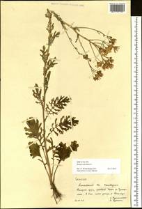Jacobaea vulgaris subsp. vulgaris, Siberia, Altai & Sayany Mountains (S2) (Russia)
