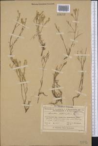Dianthus orientalis, Middle Asia, Muyunkumy, Balkhash & Betpak-Dala (M9) (Kazakhstan)