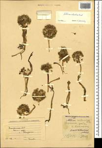 Allium materculae Bordz., Caucasus, Azerbaijan (K6) (Azerbaijan)