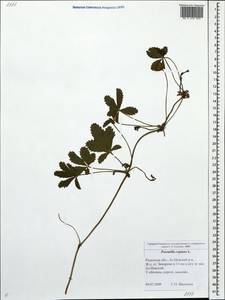 Potentilla reptans L., Eastern Europe, Central region (E4) (Russia)