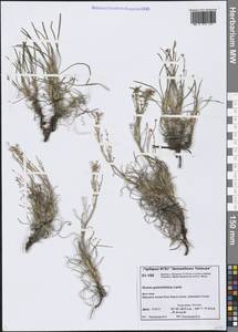 Rumex graminifolius Georgi ex Lamb., Siberia, Central Siberia (S3) (Russia)