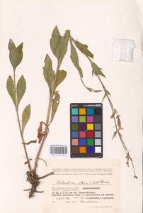 Silene latifolia subsp. alba (Mill.) Greuter & Burdet, Eastern Europe, Lower Volga region (E9) (Russia)