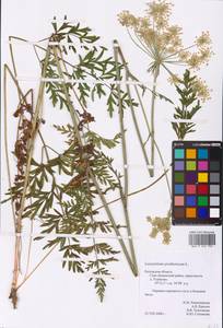 Silphiodaucus prutenicus subsp. prutenicus, Eastern Europe, Central region (E4) (Russia)