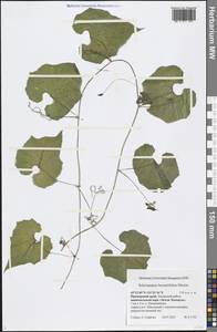 Schizopepon bryoniifolius Maxim., Siberia, Russian Far East (S6) (Russia)