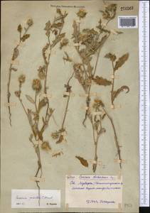 Cousinia pusilla C. Winkl., Middle Asia, Syr-Darian deserts & Kyzylkum (M7) (Uzbekistan)